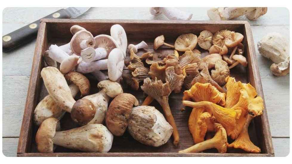 functional mushrooms